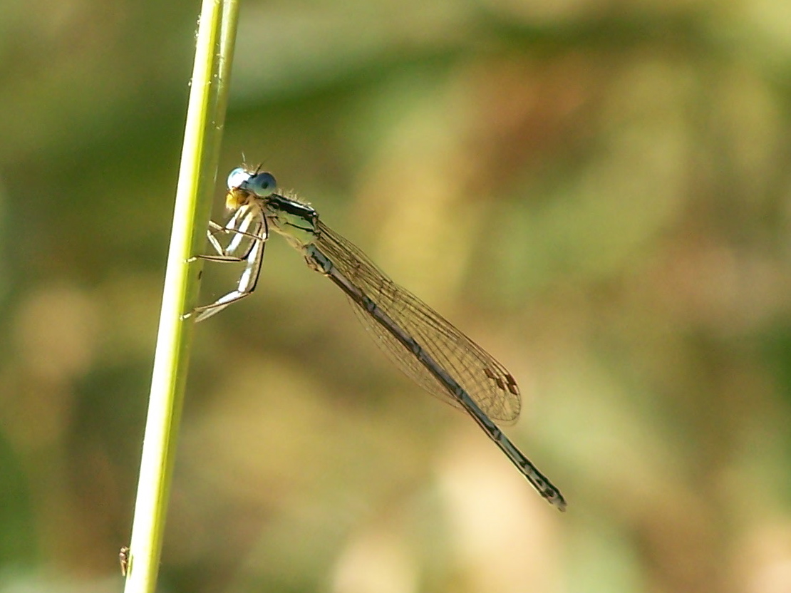 prime libellule - Platycnemis pennipes