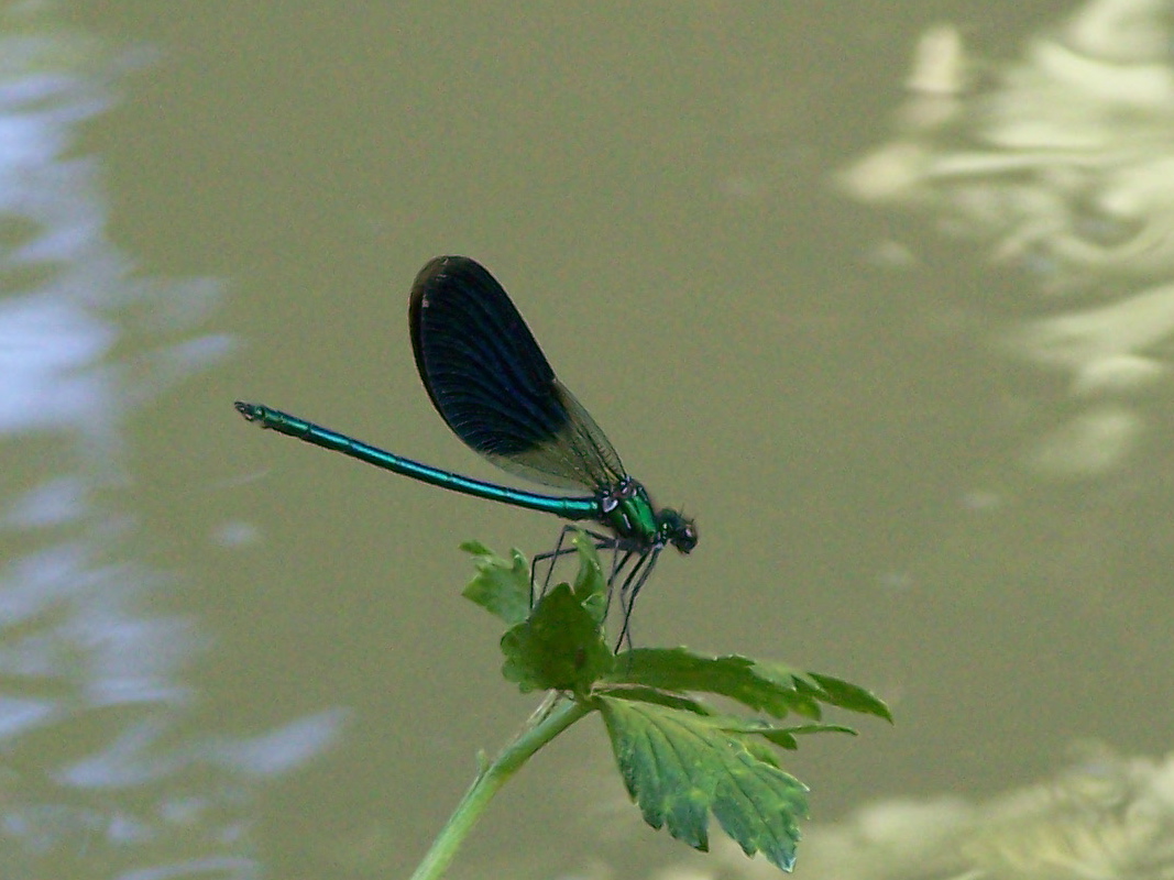 Calopteryx splendens (maschi)