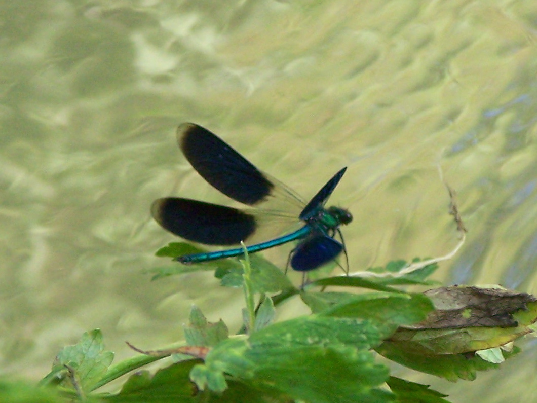 Calopteryx splendens (maschi)