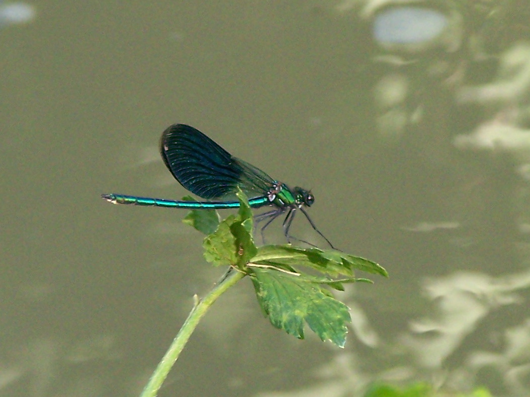 Calopteryx splendens (maschi)