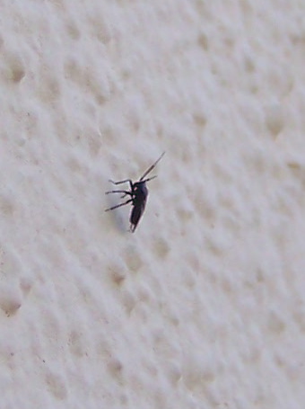 Miridae: Pachytomella cfr. passerinii al Lago Bolsena