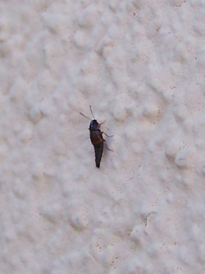 Staphylinidae