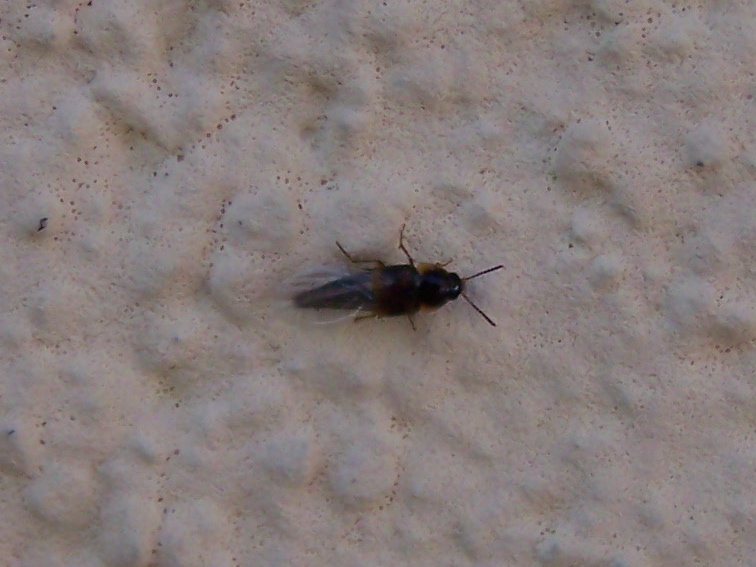 Staphylinidae