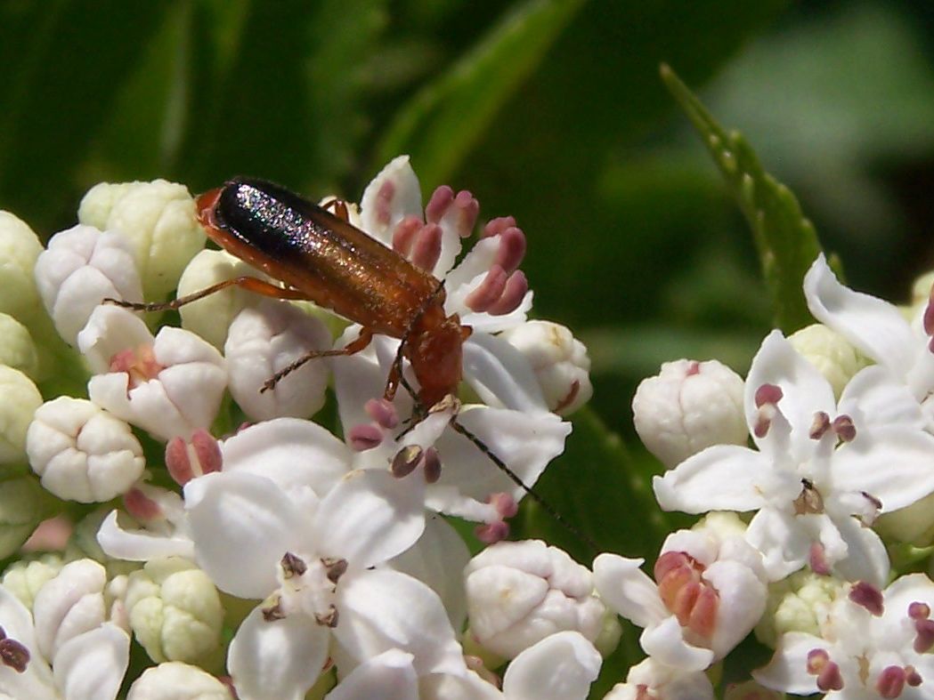 rosso: Rhagonycha fulva