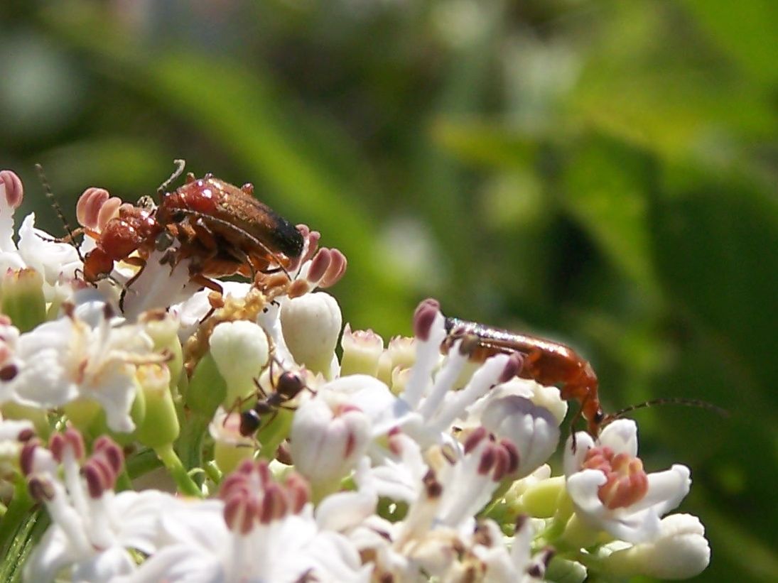 rosso: Rhagonycha fulva