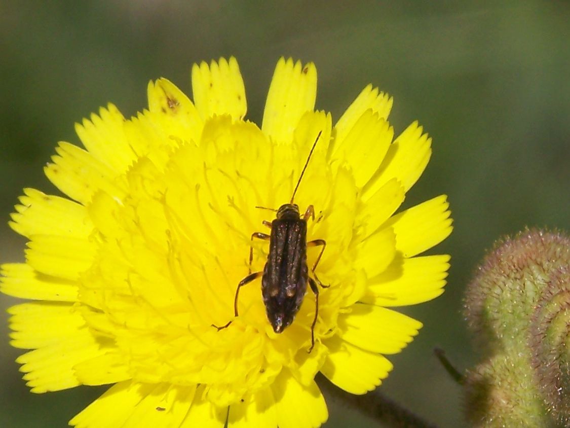 femmina di Oedemera... barbara