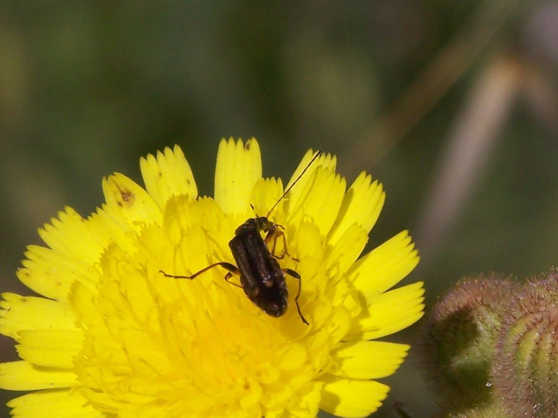 femmina di Oedemera... barbara