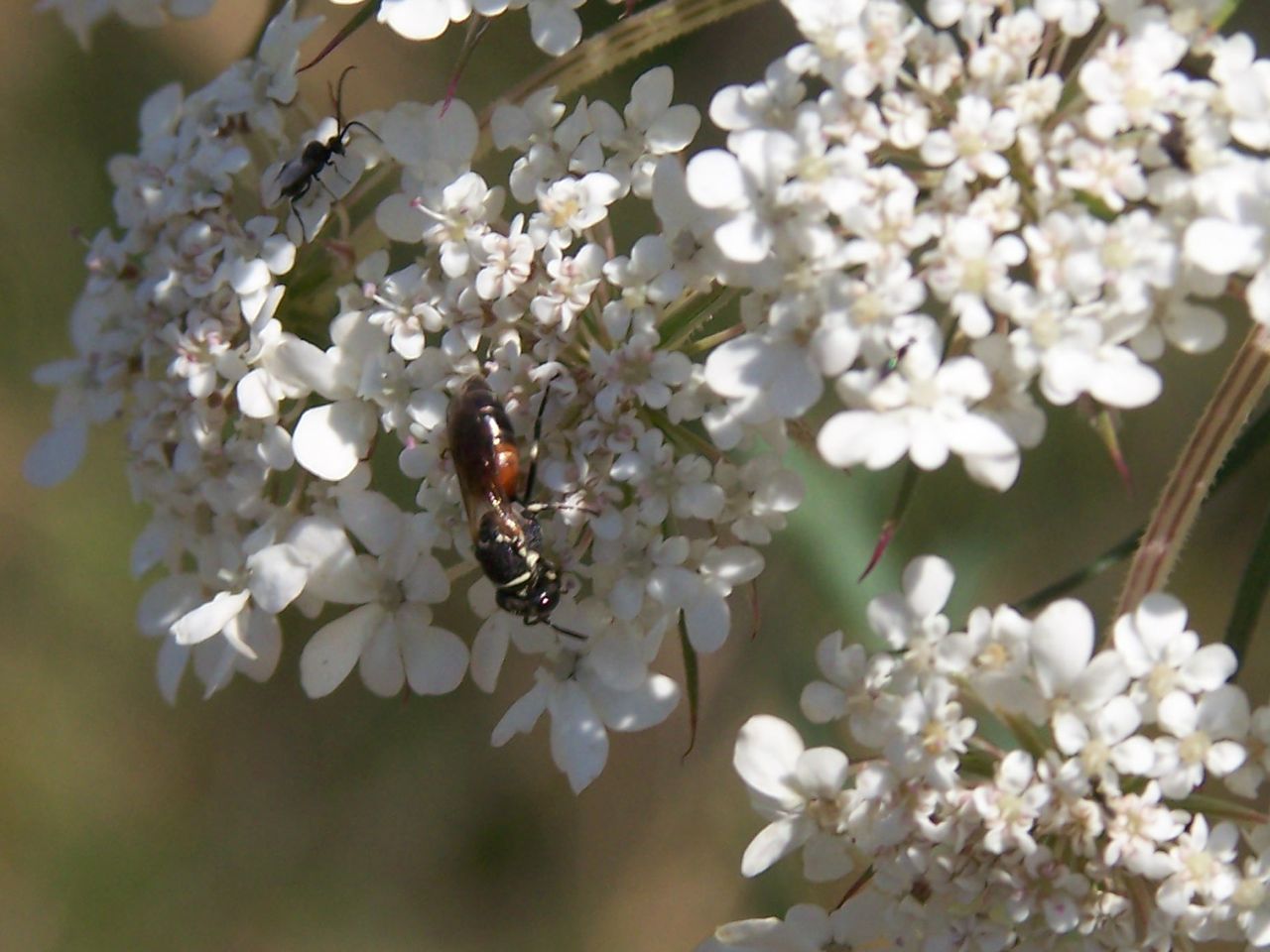 Hylaeus cfr. variegatus M (Apidae Colletinae)
