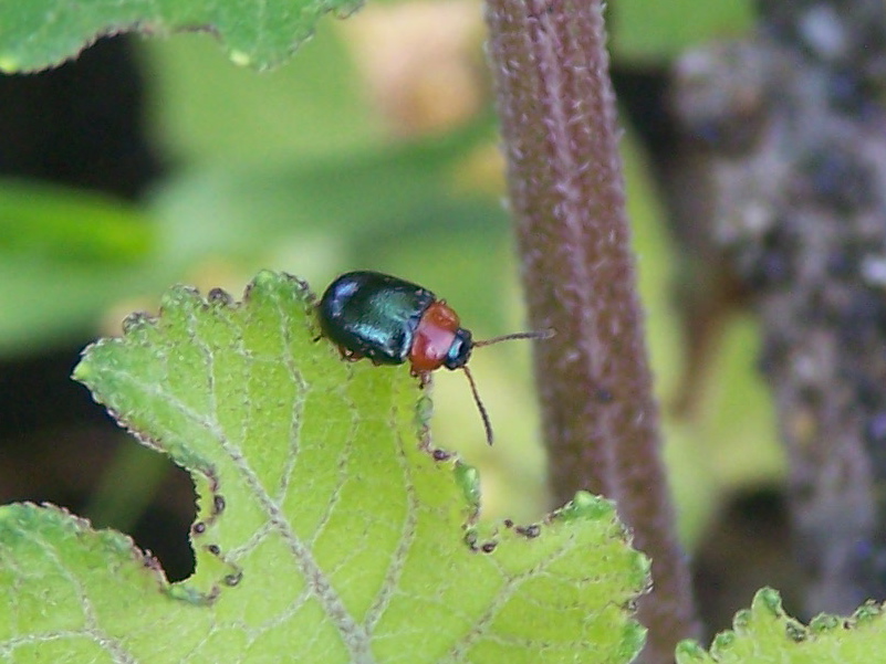 Gastrophysa polygoni