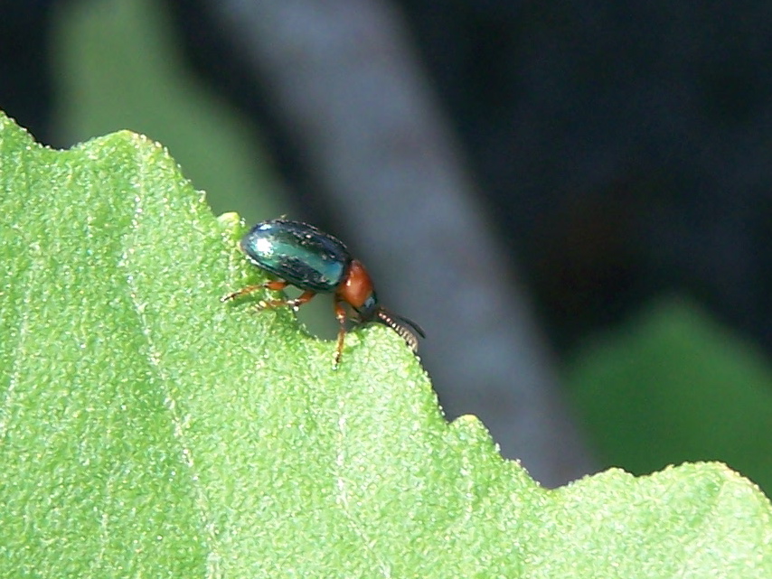 Gastrophysa polygoni