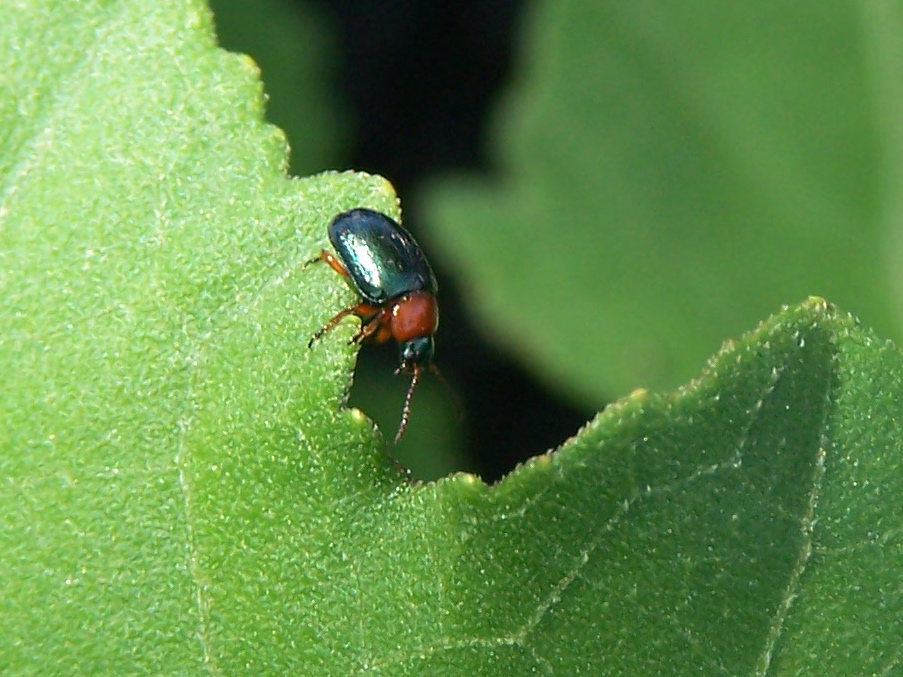 Gastrophysa polygoni