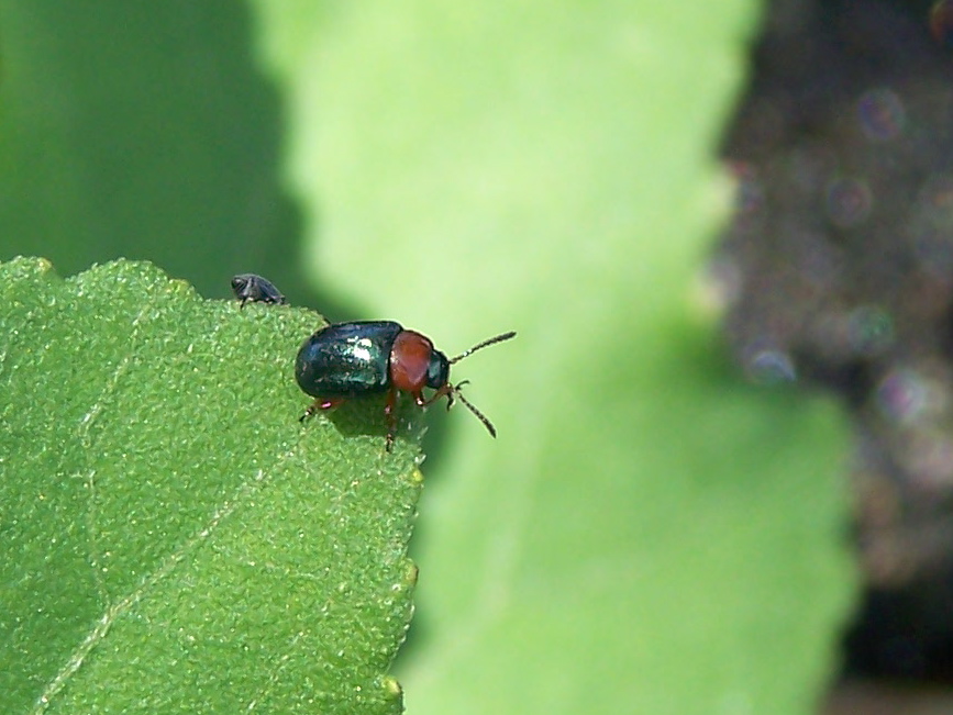 Gastrophysa polygoni