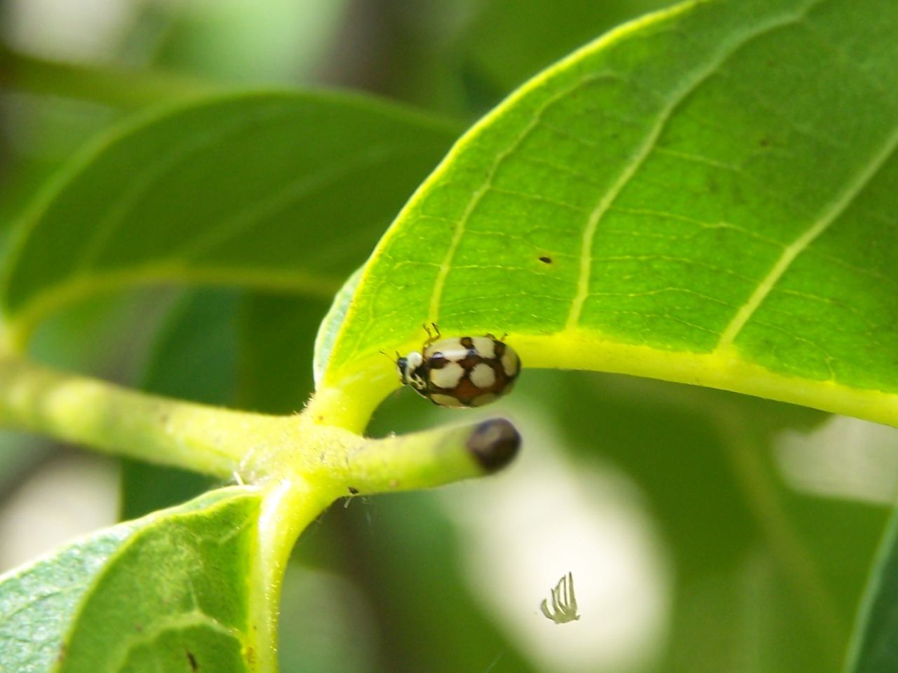 Adalia decempunctata