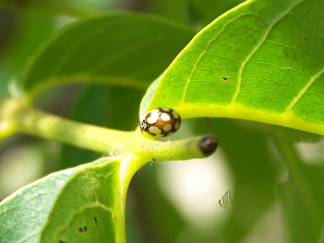 Adalia decempunctata