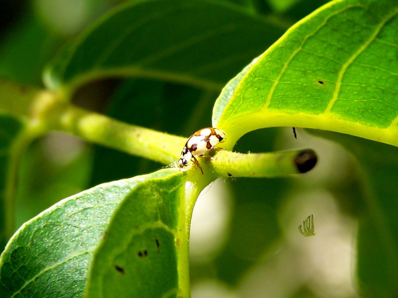 Adalia decempunctata