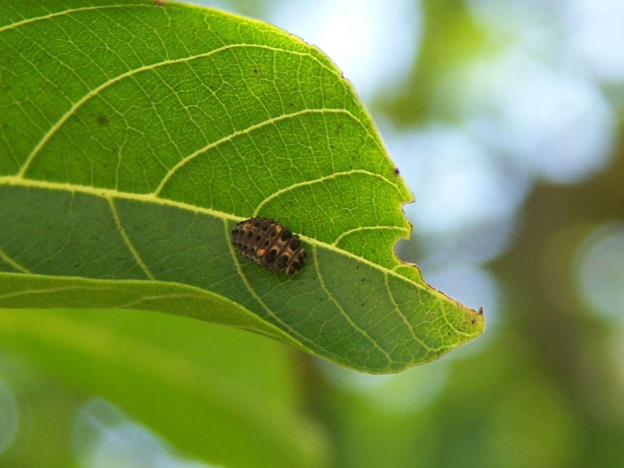 Adalia decempunctata