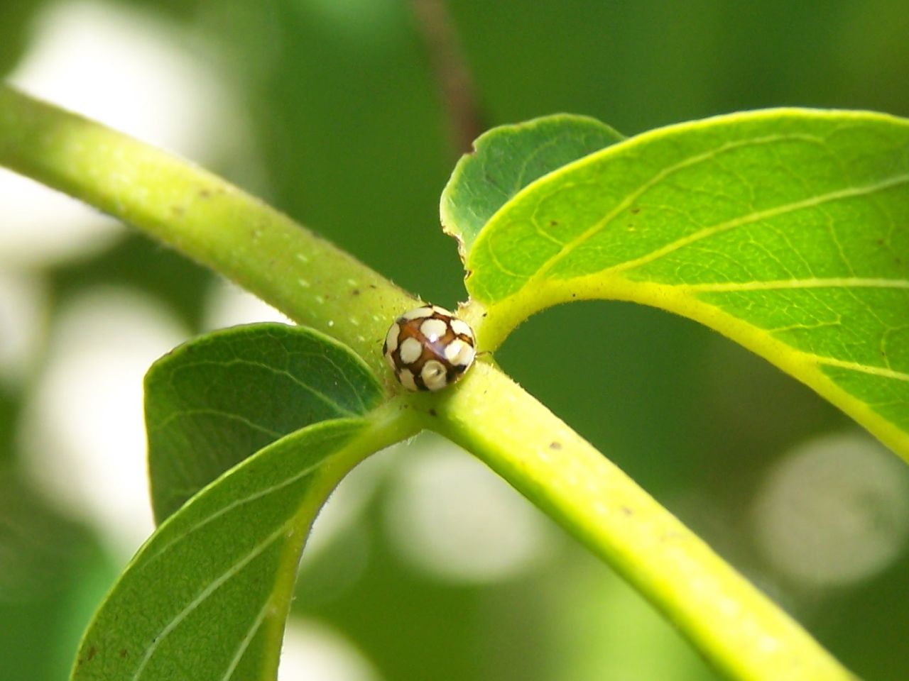 Adalia decempunctata