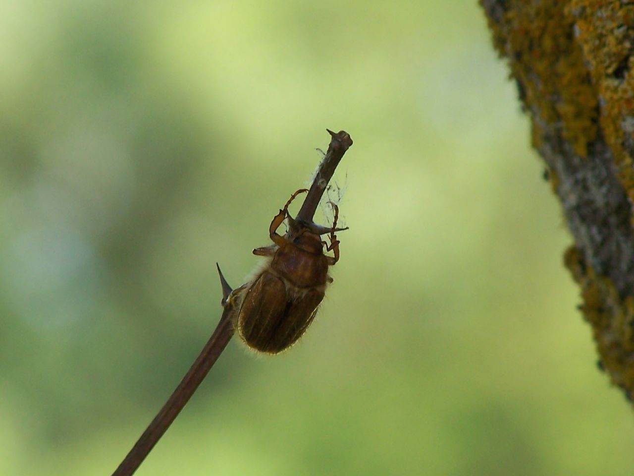 Anoxia matutinalis? Amphimallon solstitiale