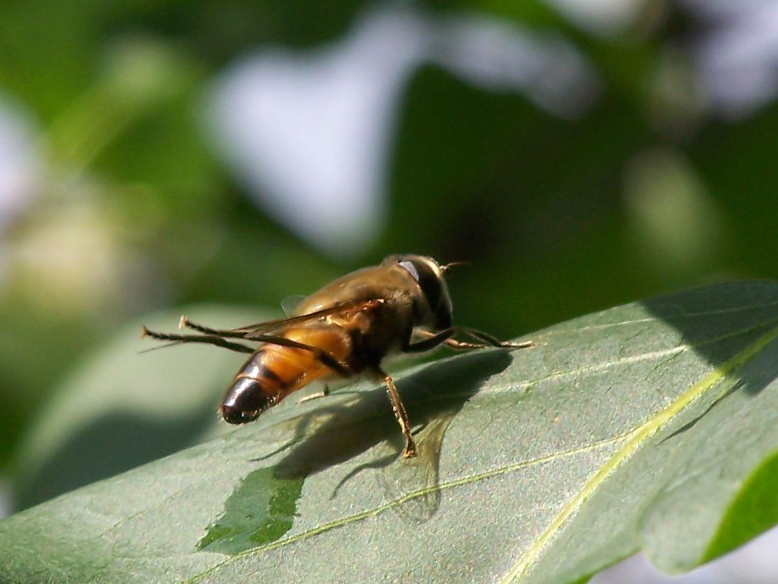 Tabanidae?