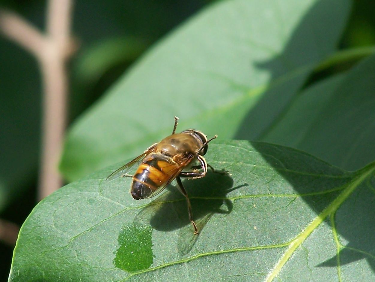 Tabanidae?