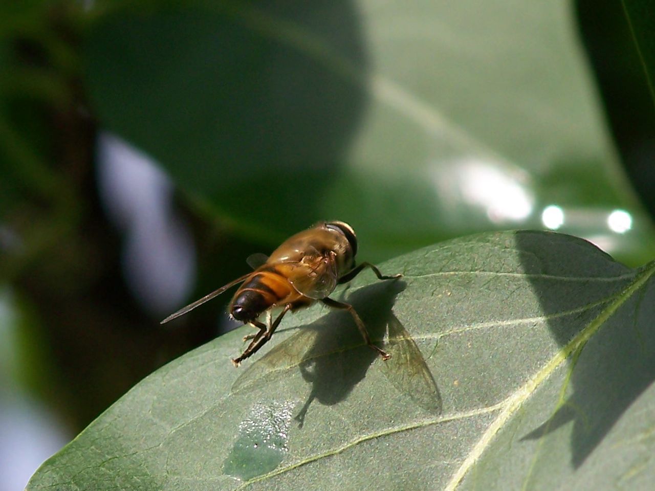 Tabanidae?