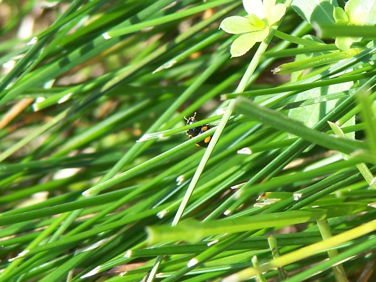 inseguimento: Coccinula quatuordecimpustulata