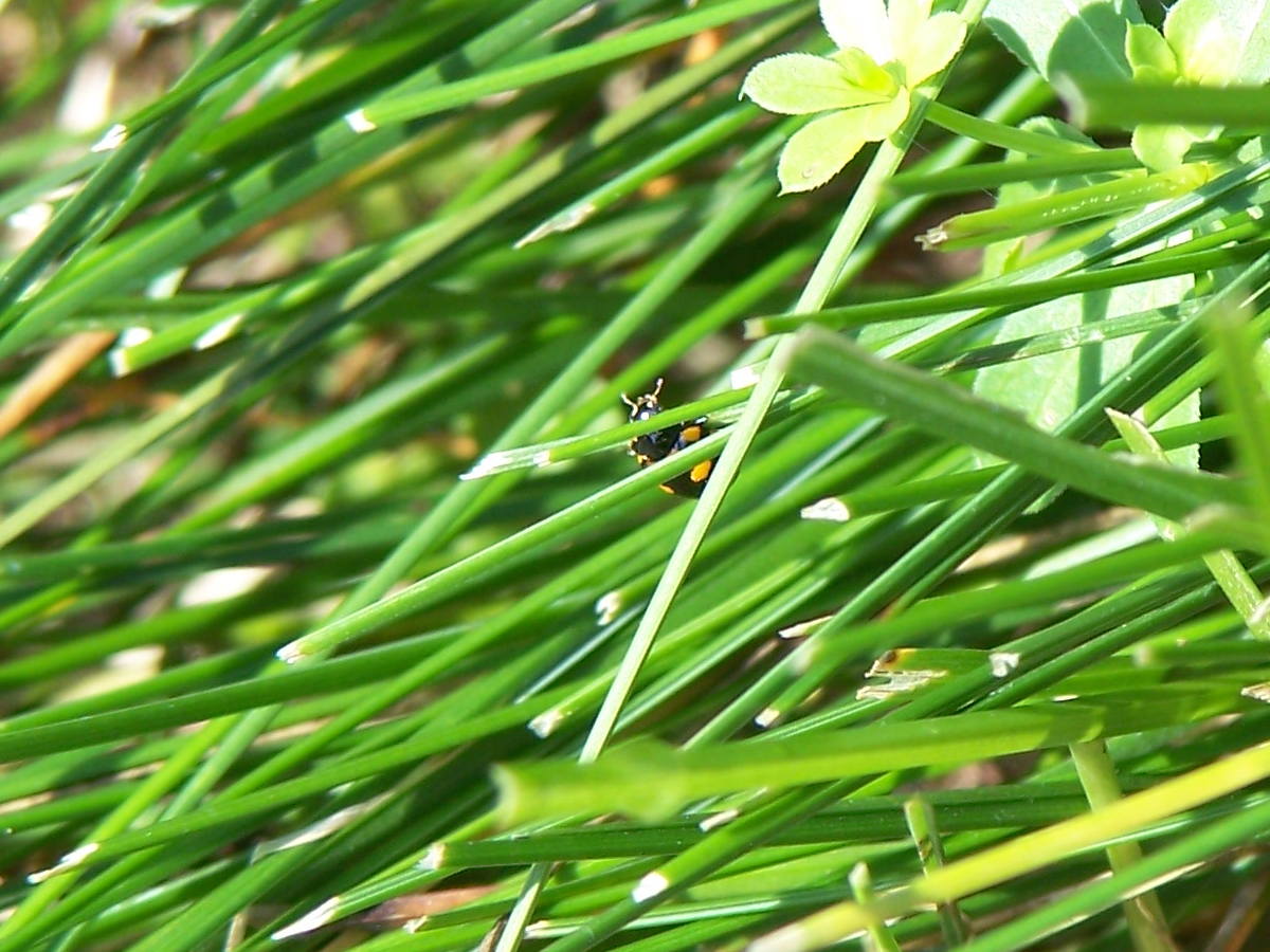 inseguimento: Coccinula quatuordecimpustulata