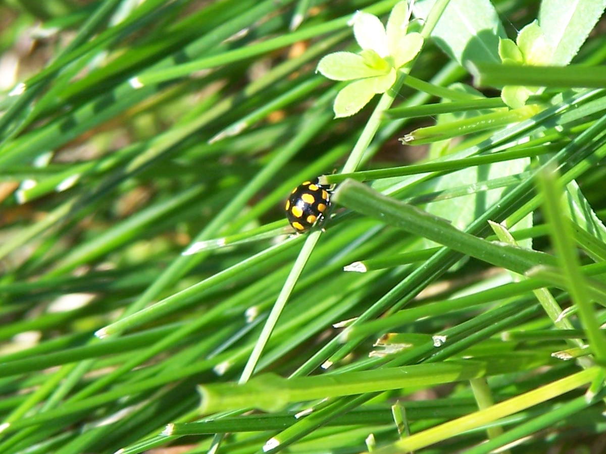 inseguimento: Coccinula quatuordecimpustulata