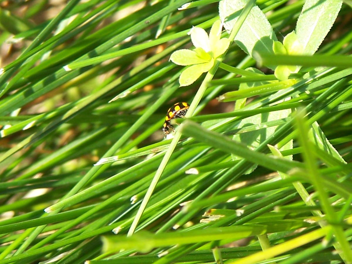 inseguimento: Coccinula quatuordecimpustulata