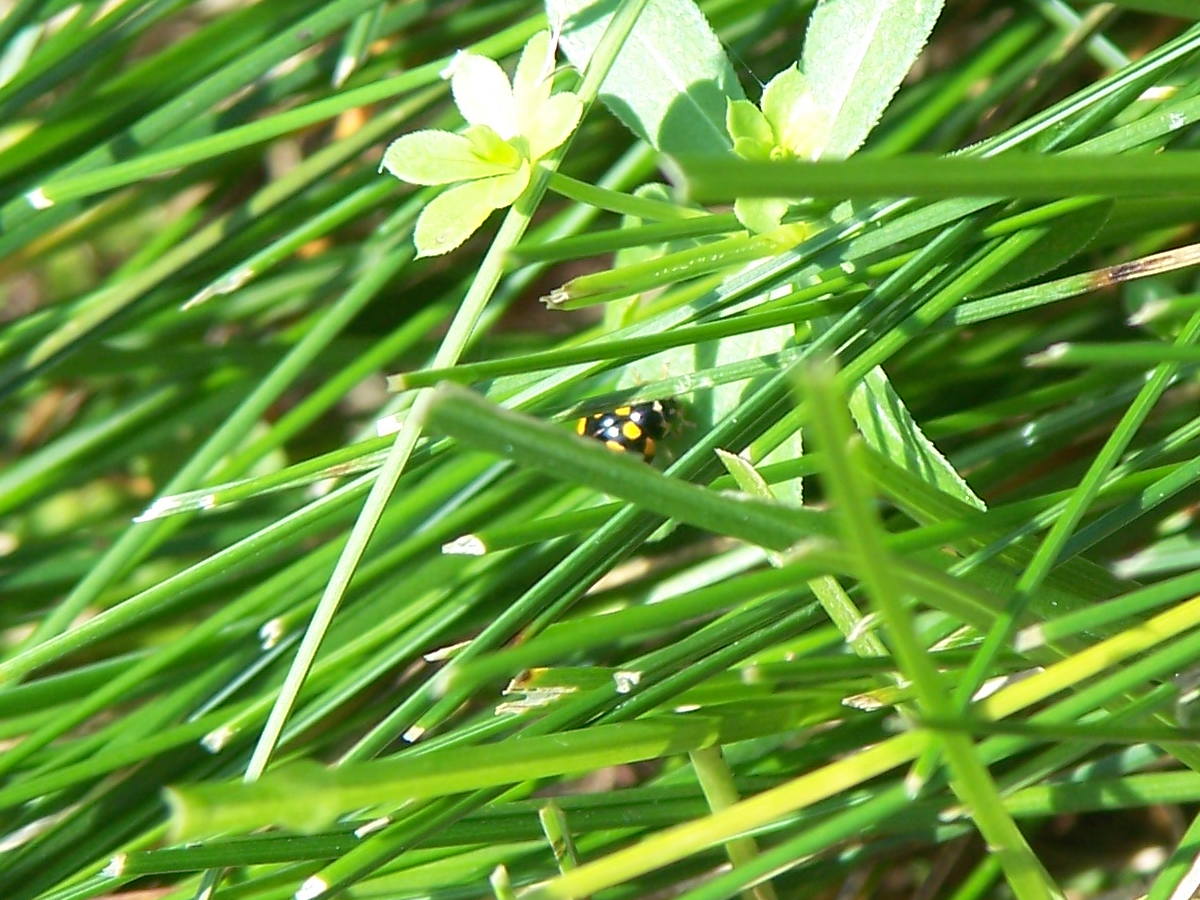 inseguimento: Coccinula quatuordecimpustulata