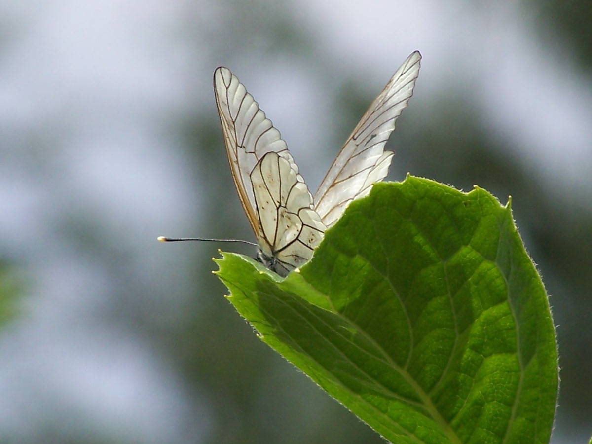 Aporia crataegi