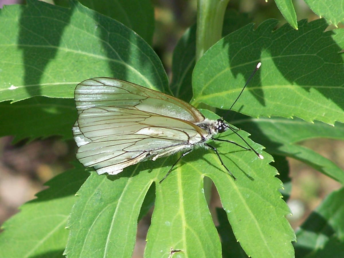 Aporia crataegi