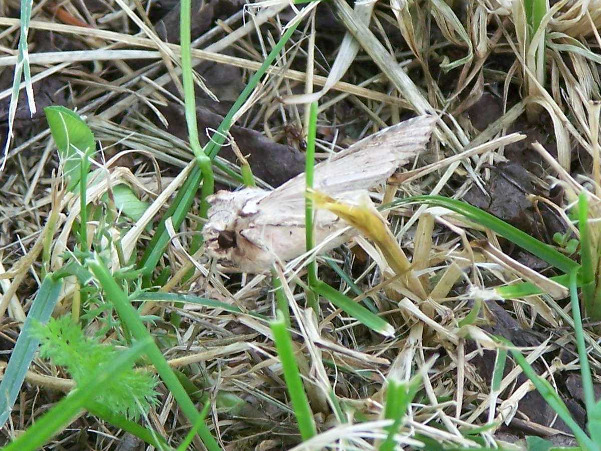 falena di paglia - Apamea lithoxylaea