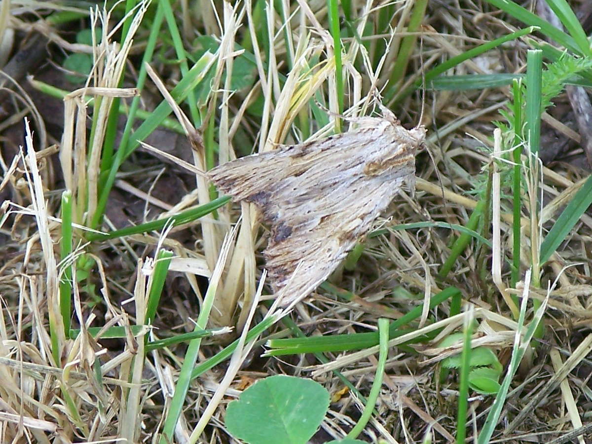 falena di paglia - Apamea lithoxylaea