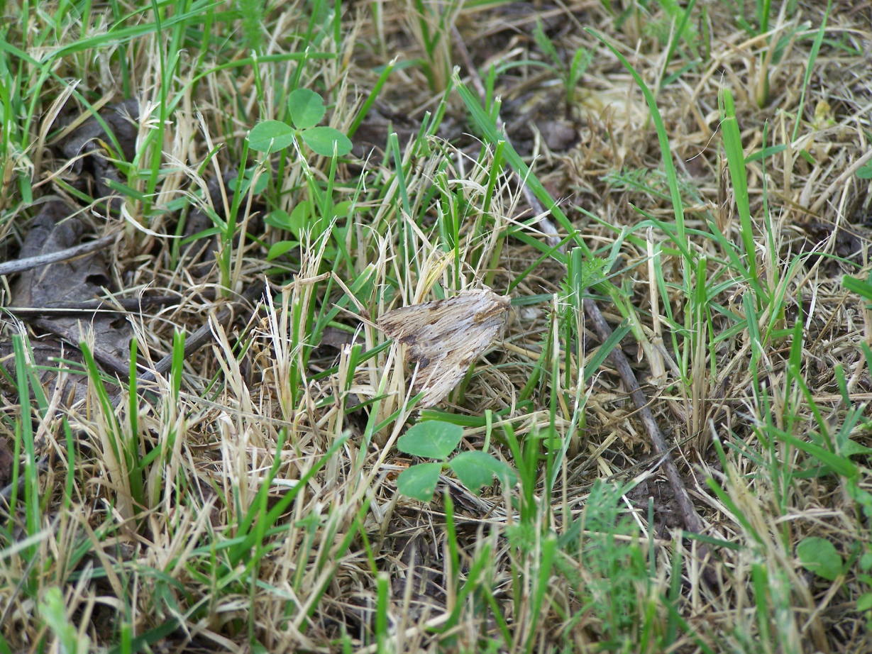 falena di paglia - Apamea lithoxylaea