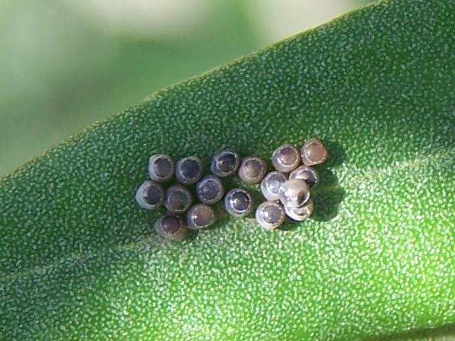 uova