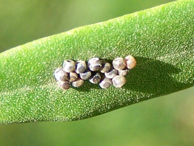 uova