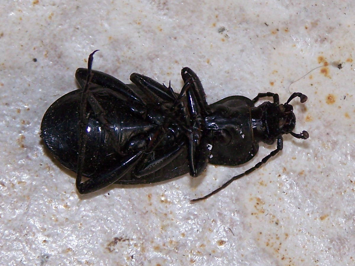 carabide morto: Carabus (Procrustes) coriaceus