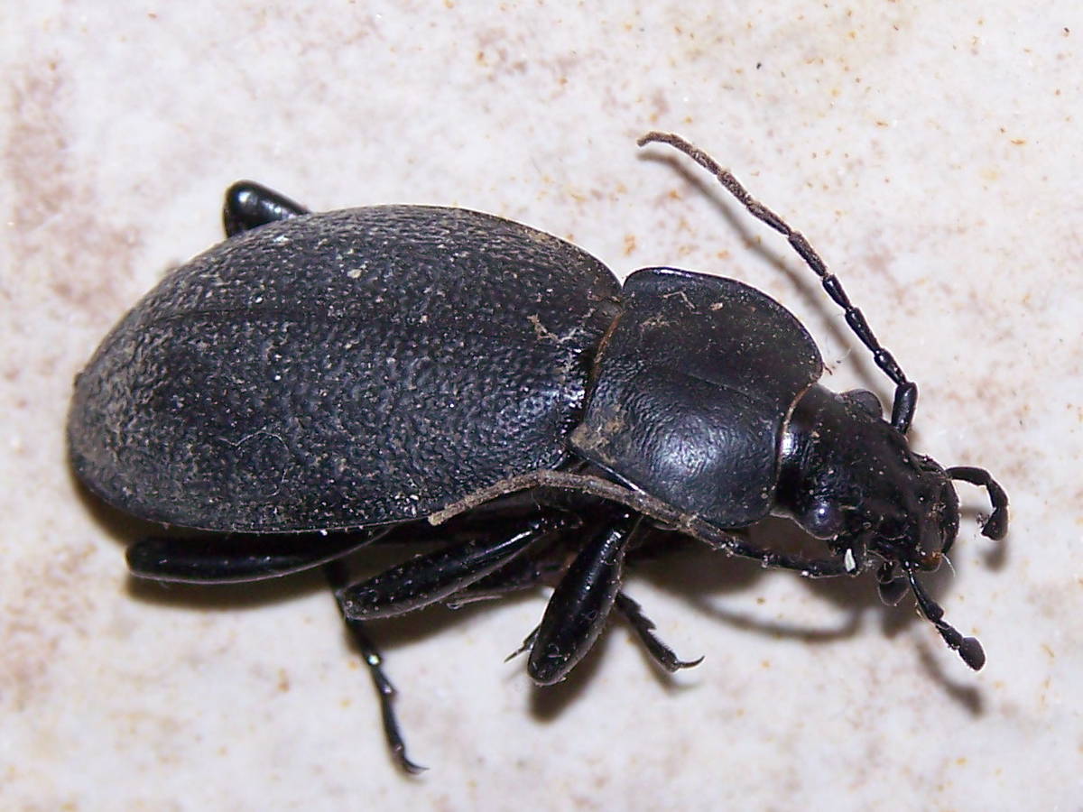 carabide morto: Carabus (Procrustes) coriaceus