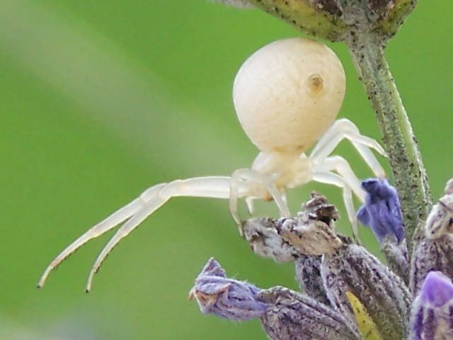 Misumena vatia