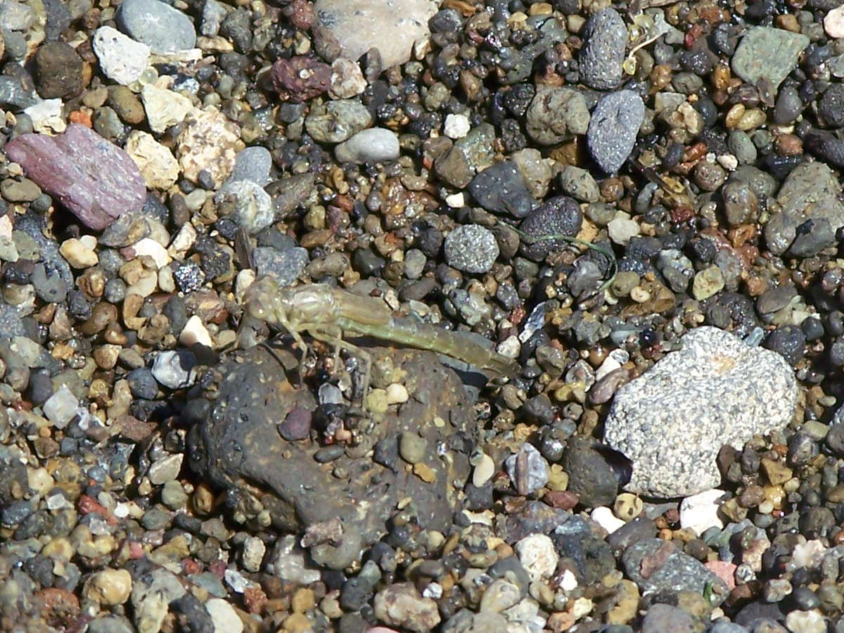 larva
