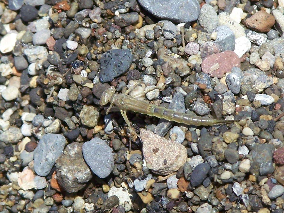 larva