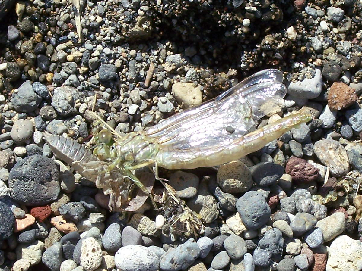 dopo la muta - Onychogomphus forcipatus unguiculatus