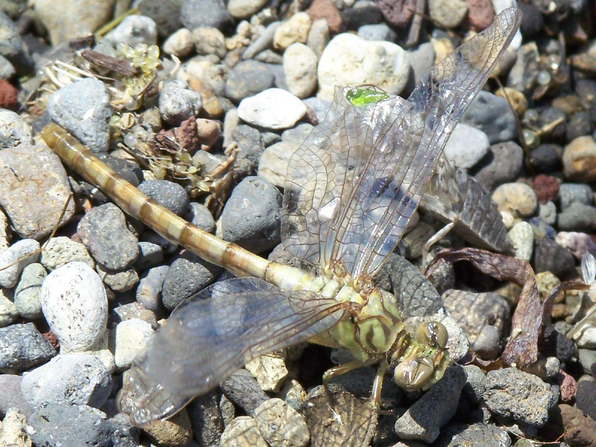 dopo la muta - Onychogomphus forcipatus unguiculatus