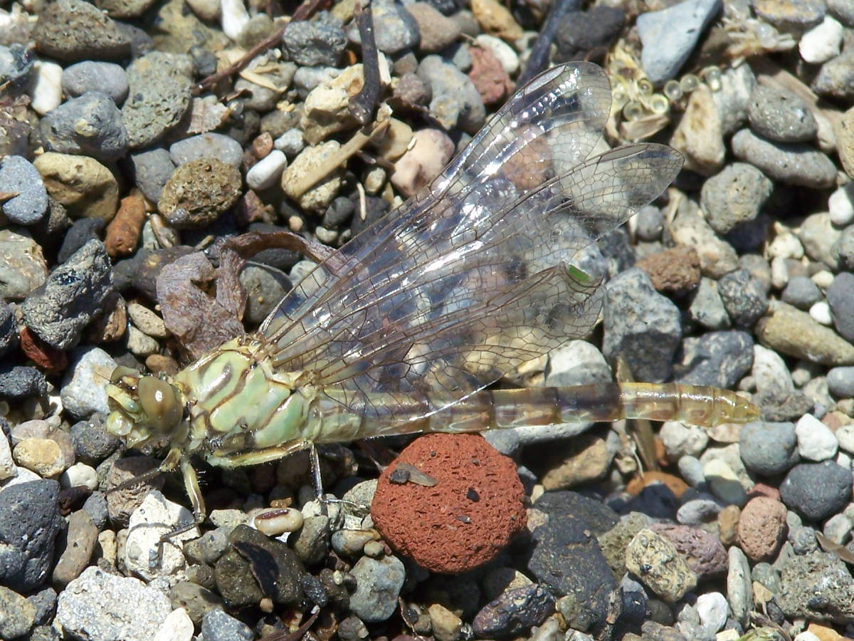 dopo la muta - Onychogomphus forcipatus unguiculatus