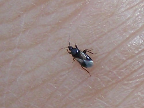 Anthocoridae: Xylocoris obliquus del Viterbese