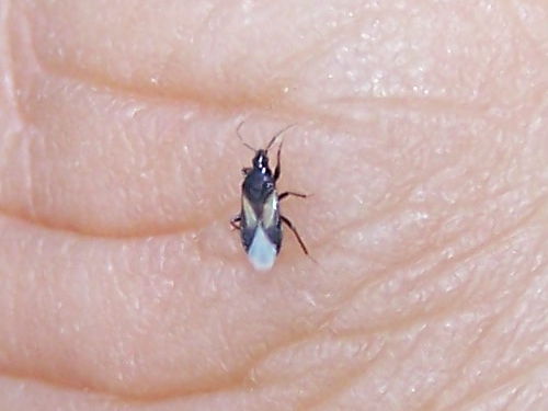 Anthocoridae: Xylocoris obliquus del Viterbese