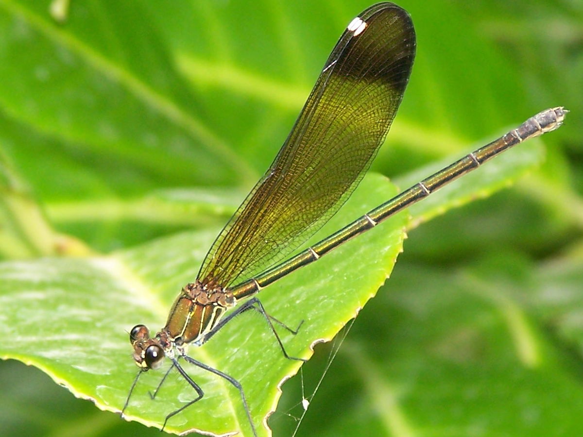 Calopteryx haemorrhoidalis