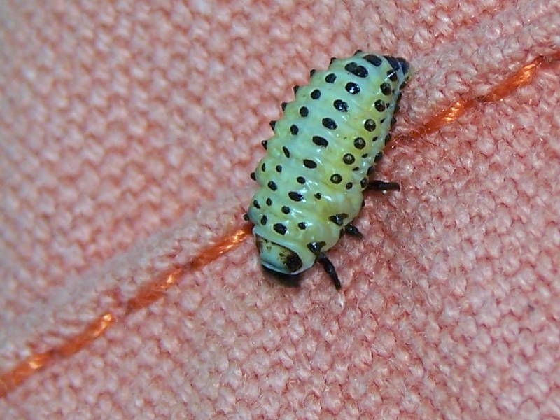 bruco nervoso: Chrysomela populi
