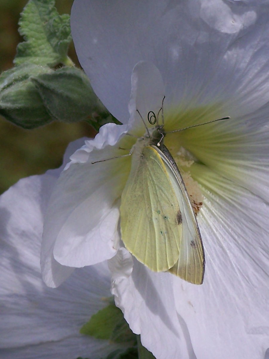 giallina - Pieris brassicae